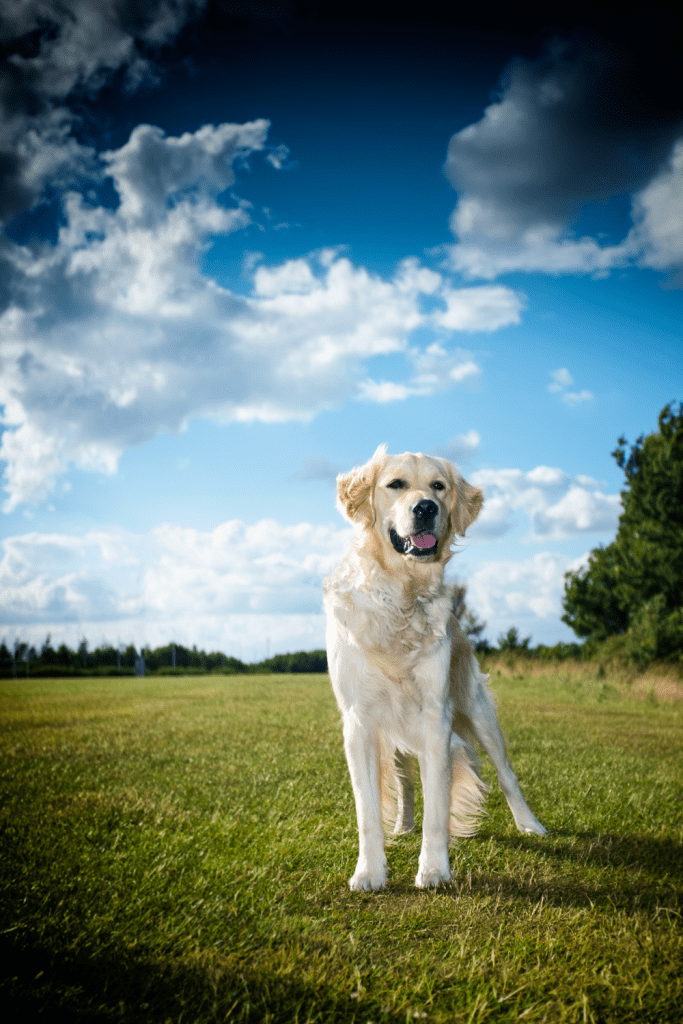 what dog breed
