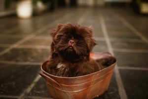 Affenpinscher