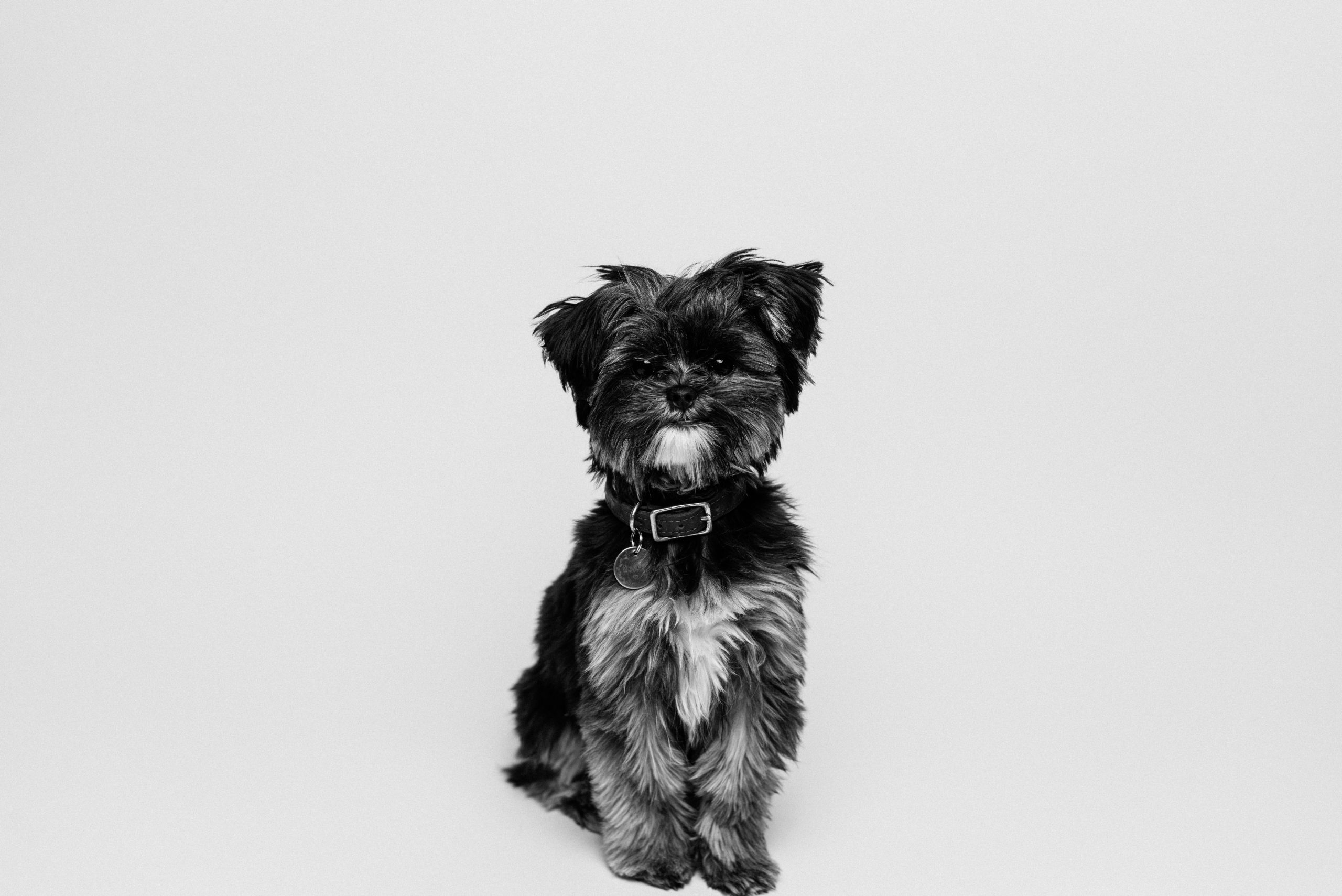 Affenpinscher