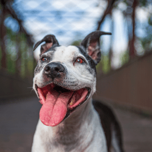 American Staffordshire Terrier