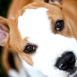 American Staffordshire Terrier
