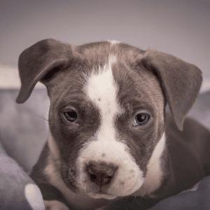 AmStaff Puppy