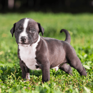 AmStaff puppy