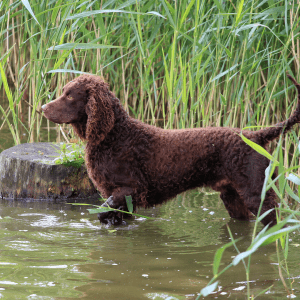 American Water Spaniel
