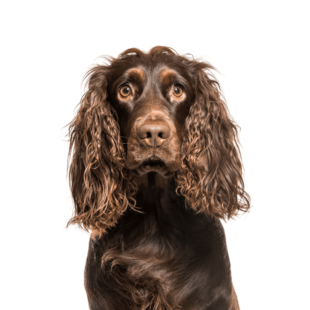 American Water Spaniel
