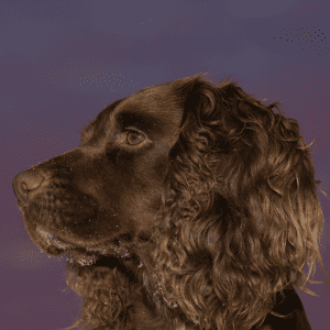 American Water Spaniel