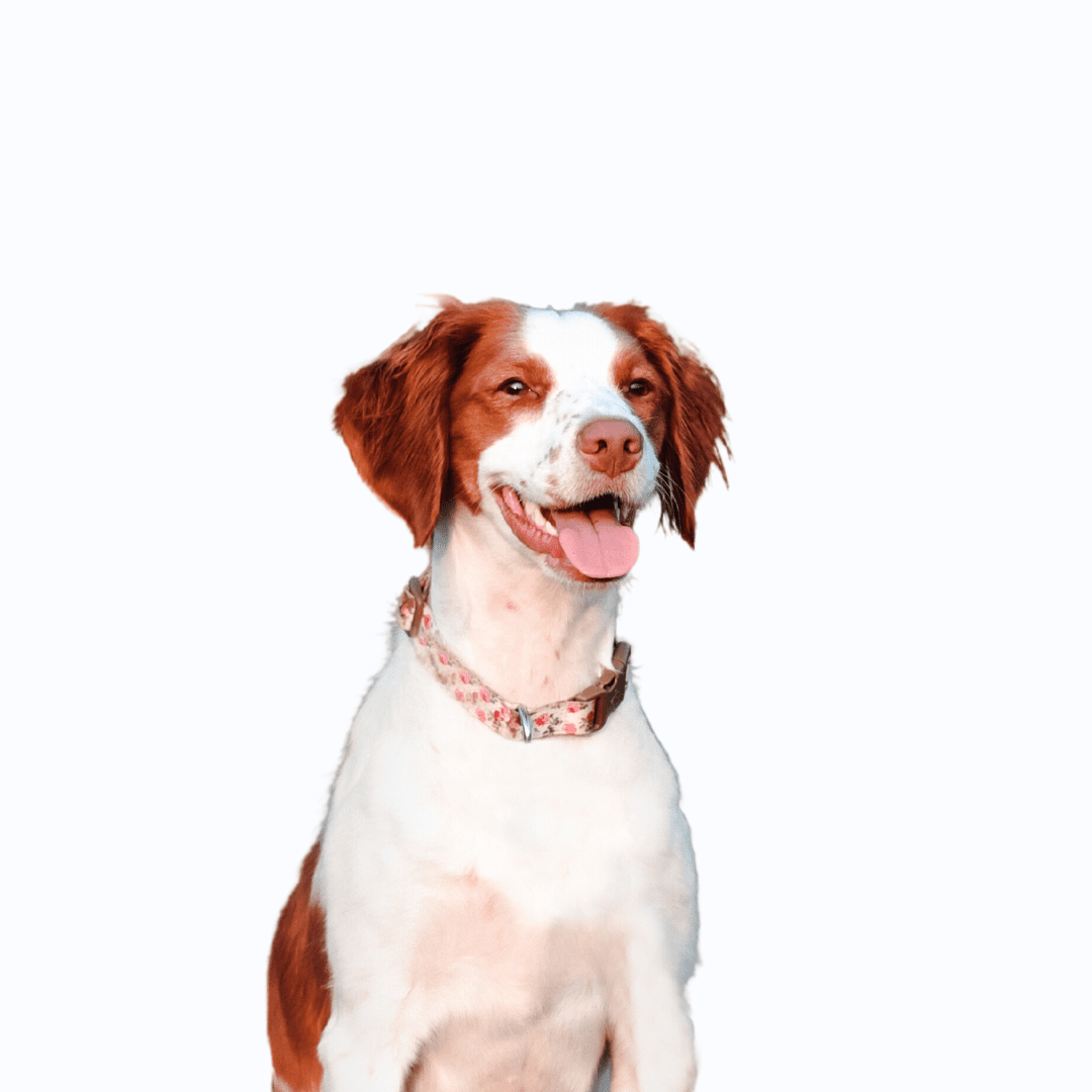 Brittany Dog