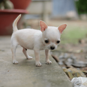 Chihuahua Puppy