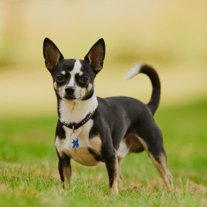 Chihuahua