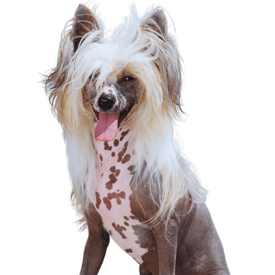 Chinese Crested Dog