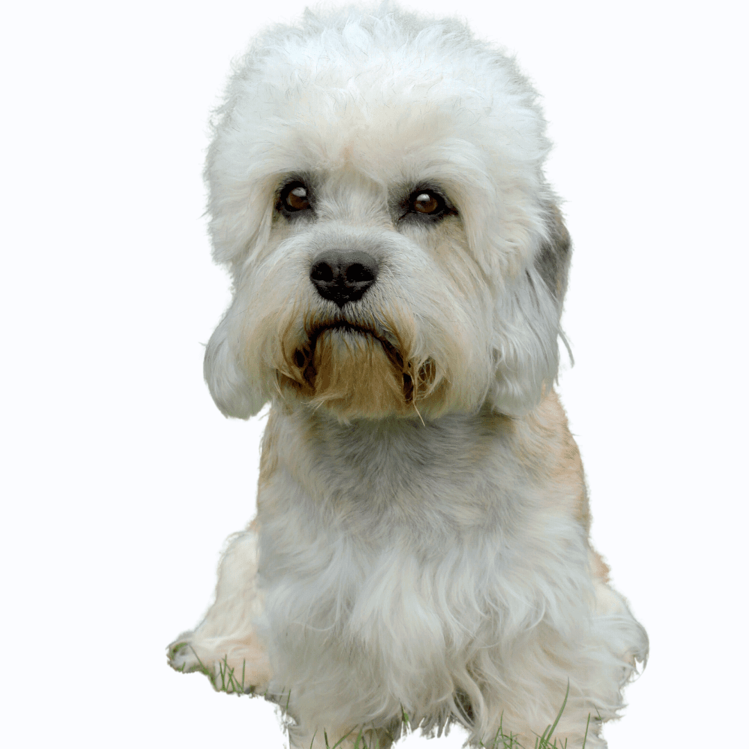 Dandie Dinmont Terrier