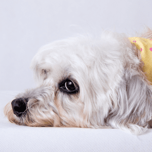Dandie Dinmont Terrier