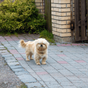 Dandie Dinmont Terrier