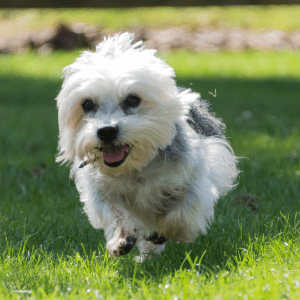 Dandie Dinmont Terrier