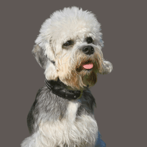 Dandie Dinmont Terrier