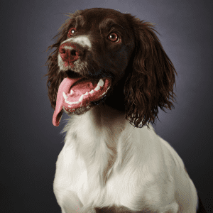 English Springer Spaniel 