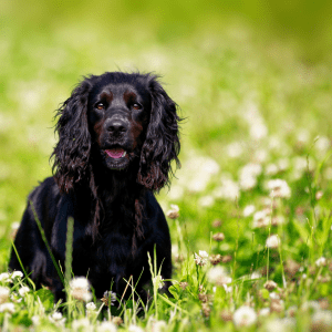 English Springer Spaniel
