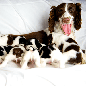 English Springer Spaniel