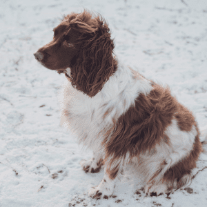 English Springer Spaniel
