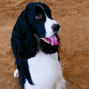 English Springer Spaniels