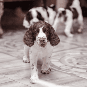 English Springer Spaniel