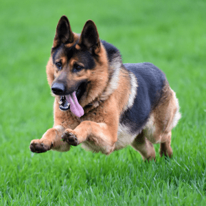 German Shepherd 