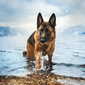 German Shepherd