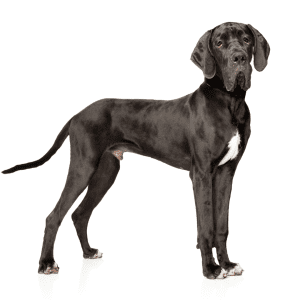 Great Dane