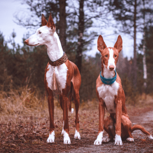 Ibizan Hound