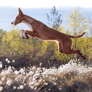 Ibizan Hound