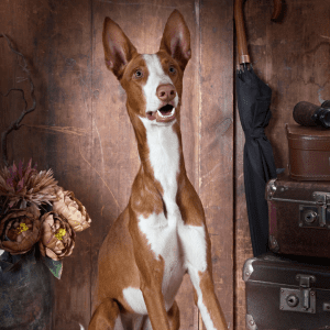 Ibizan Hound