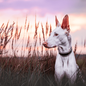 Ibizan Hound