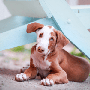 Ibizan Hound