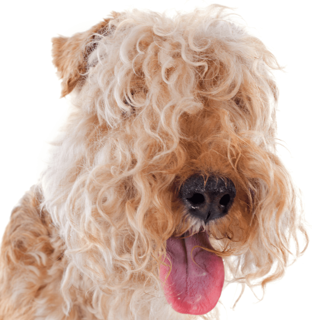 Lakeland Terrier