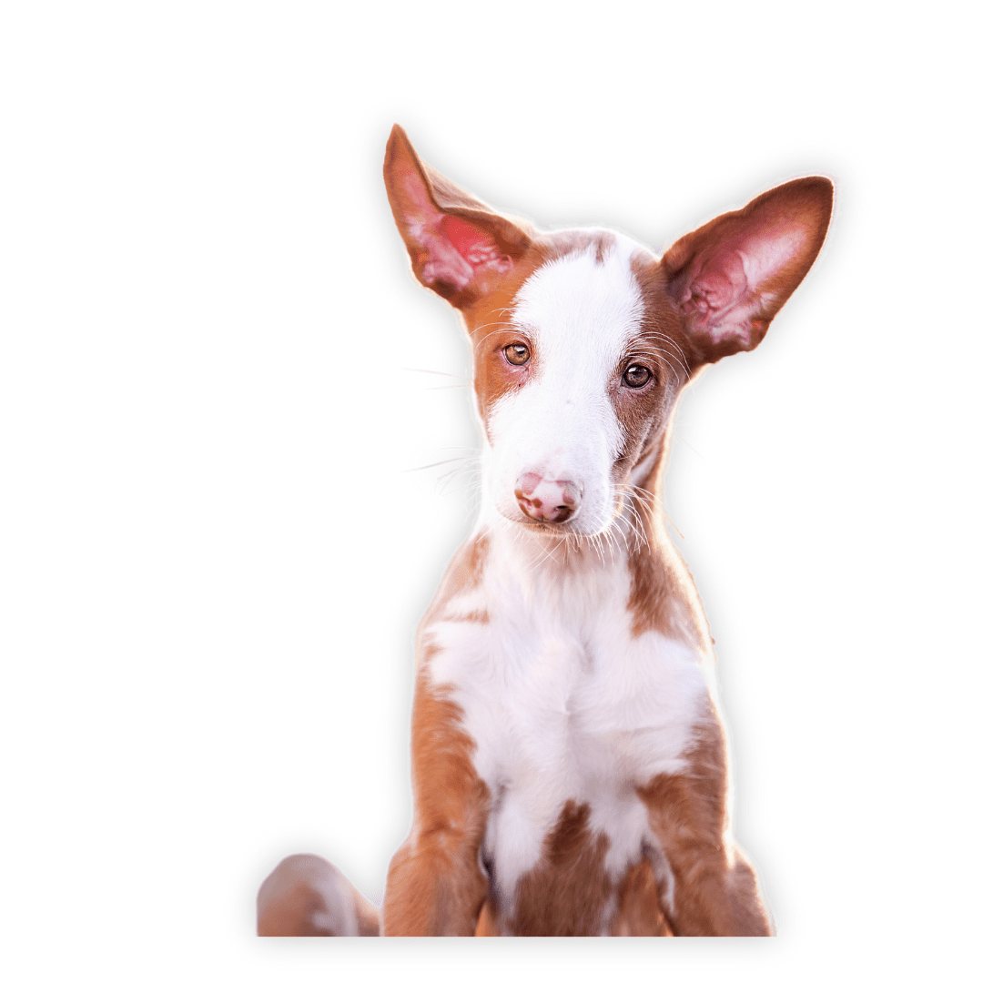 Ibizan Hound