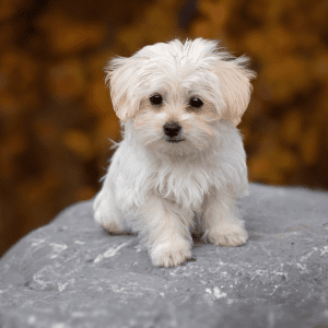 Maltese Puppy