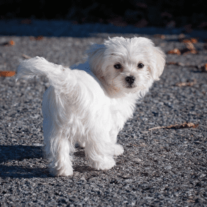 Maltese Puppy