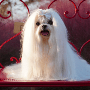 Maltese Dog