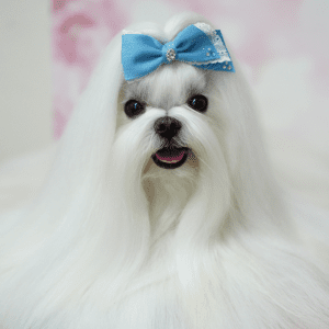 Maltese Dog