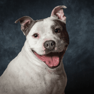 Staffordshire Bull Terrier