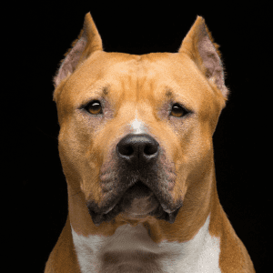 Staffordshire Bull Terrier