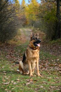 German Shepherd