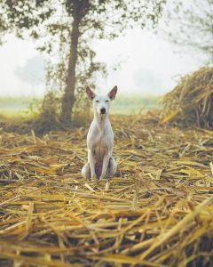 Ibizan Hound