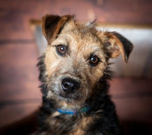 Lakeland Terrier