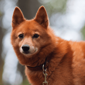 Finnish Spitz
