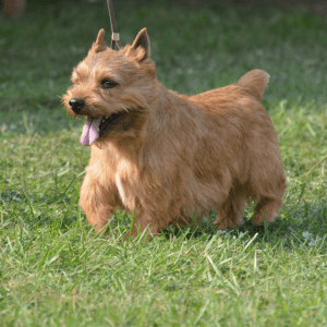 Glen of Imaal Terrier