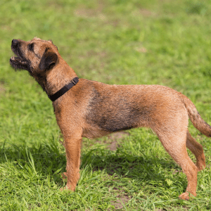 Border Terrier