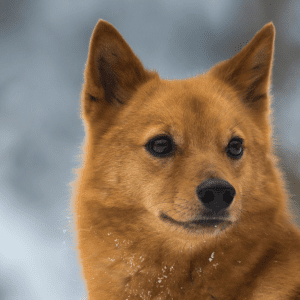 Finnish Spitz