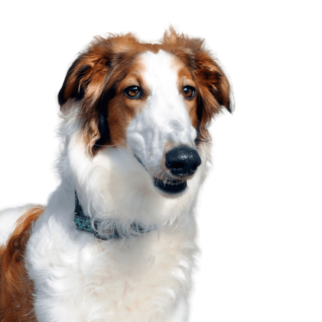 Borzoi