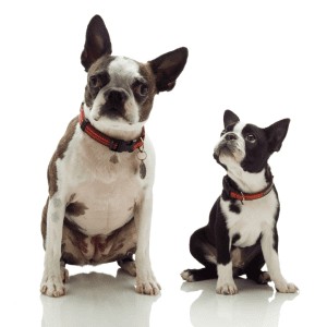 Boston Terrier